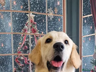 Golden Retriever dogs Golden retriever - Advert 1