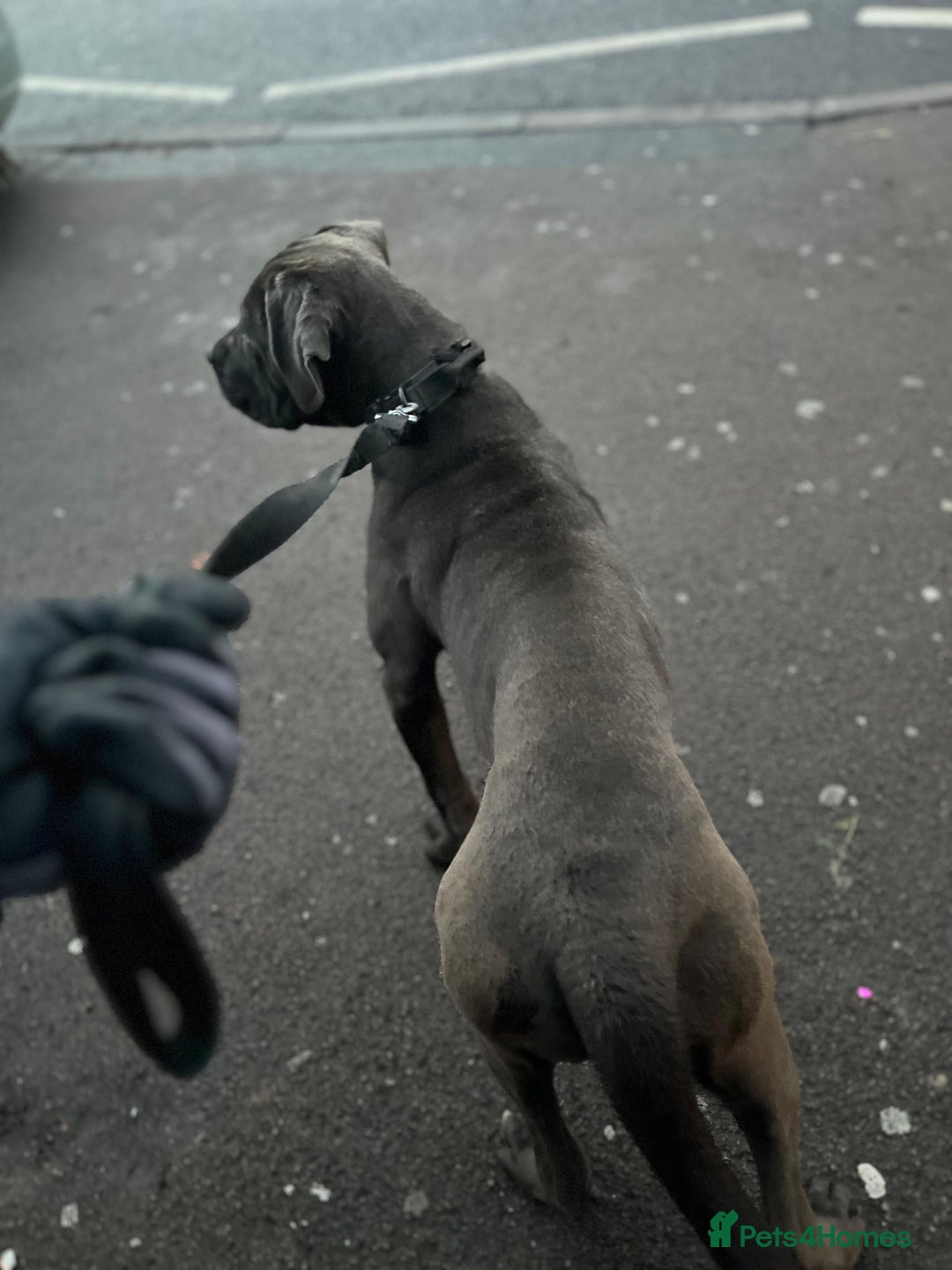 Cane Corso dogs for sale: Cane corso puppy - Advert 5