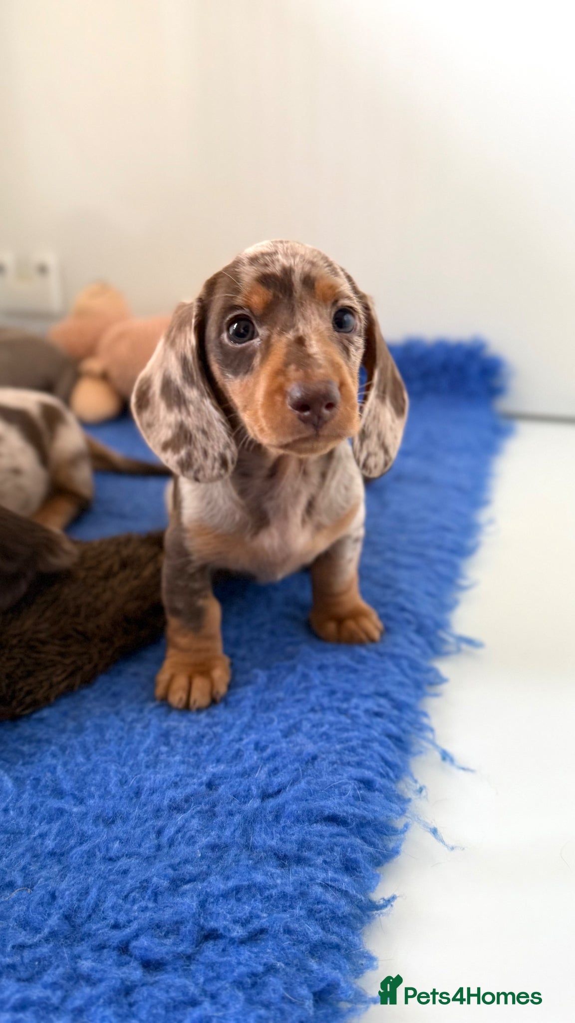 Miniature Dachshund dogs Quality miniature long hair & smooth hair puppy's - Advert 2