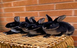 Rex rabbits for sale: Female & male otter mini rex  - Advert 2