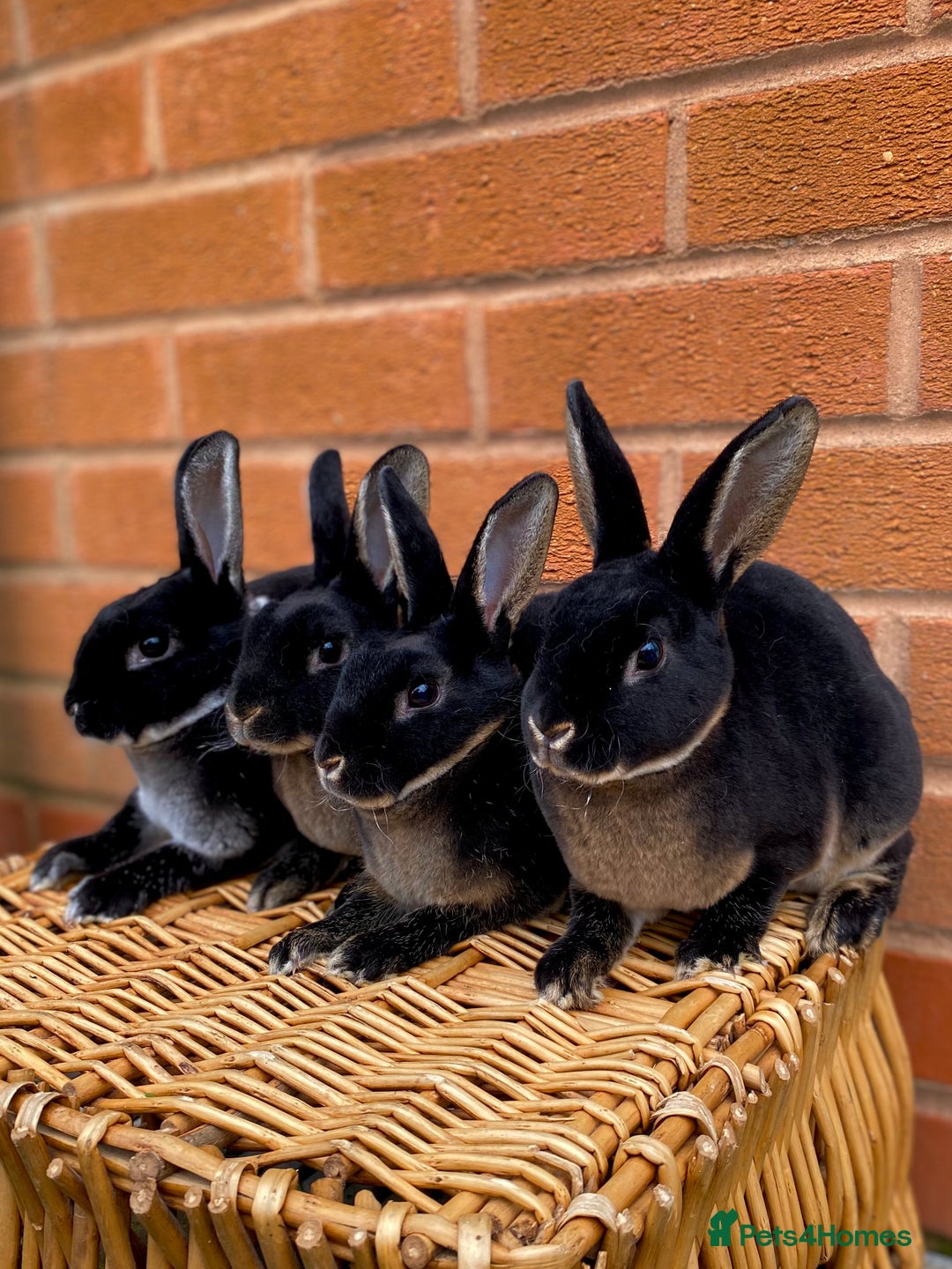 Rex rabbits for sale: Female & male otter mini rex  - Advert 2