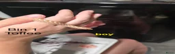Snake reptiles for sale: Western hognose hatchlings  in Canterbury - Advert 2