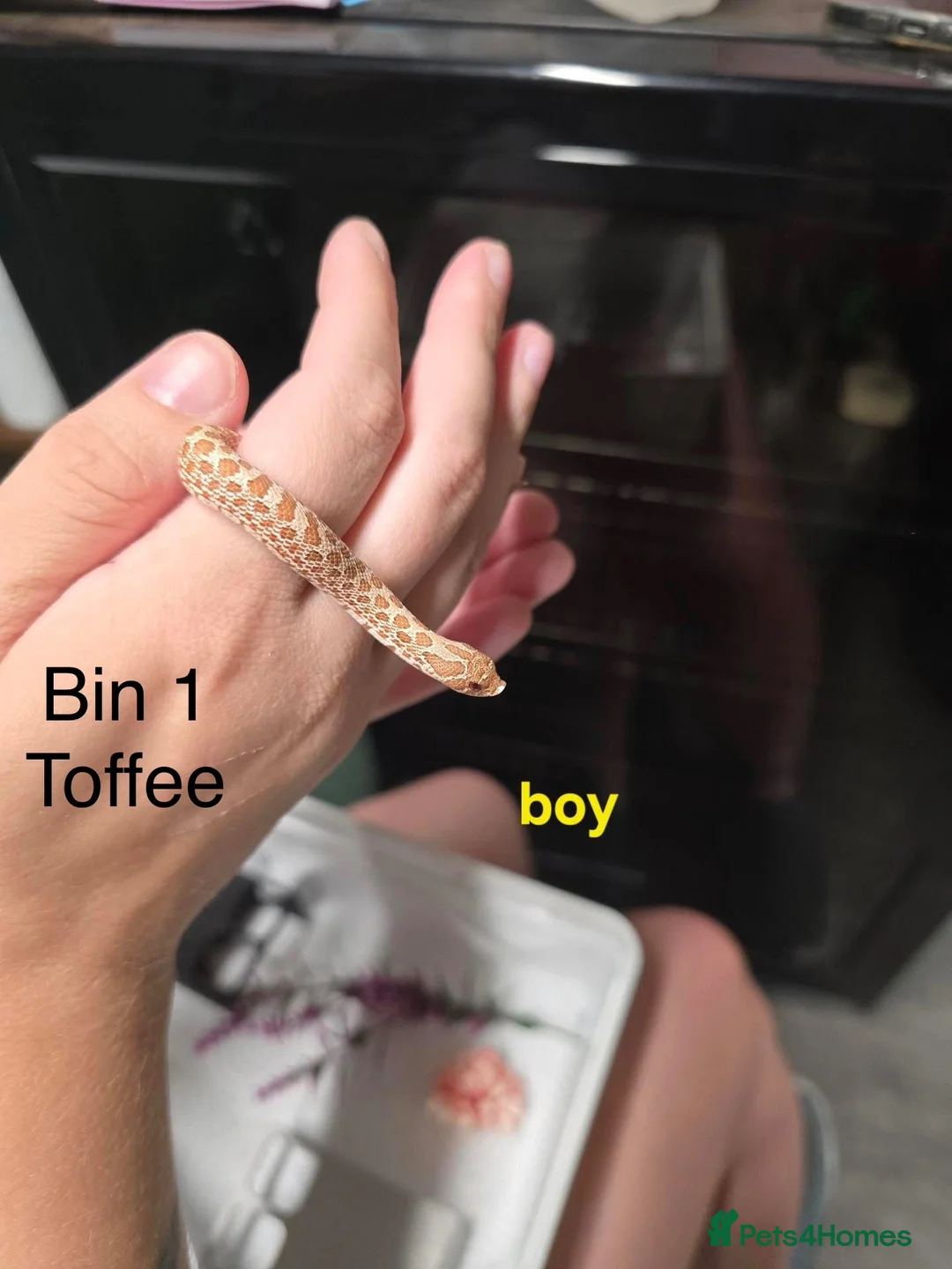 Snake reptiles for sale: Western hognose hatchlings  in Canterbury - Advert 2
