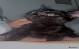 Bombay cats for sale: Black beauties🧡 - Image 7