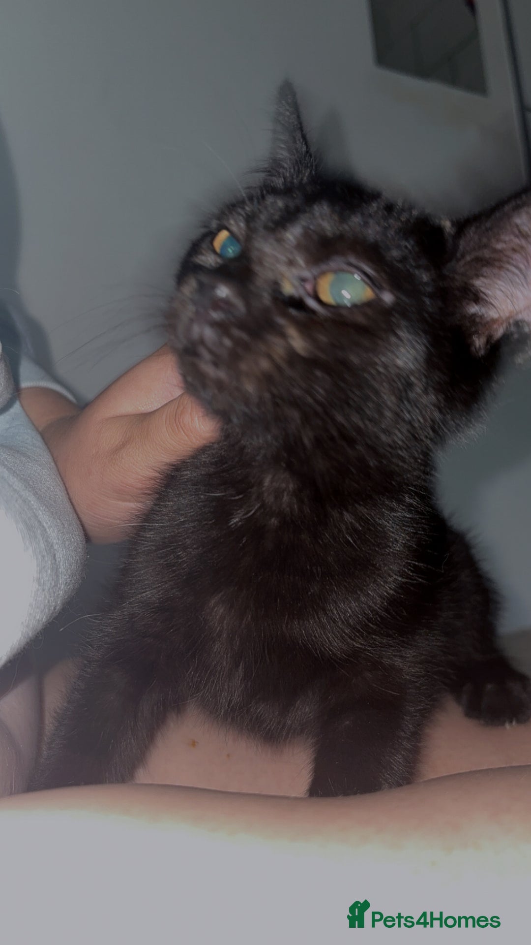 Bombay cats for sale: Black beauties🧡 - Image 7