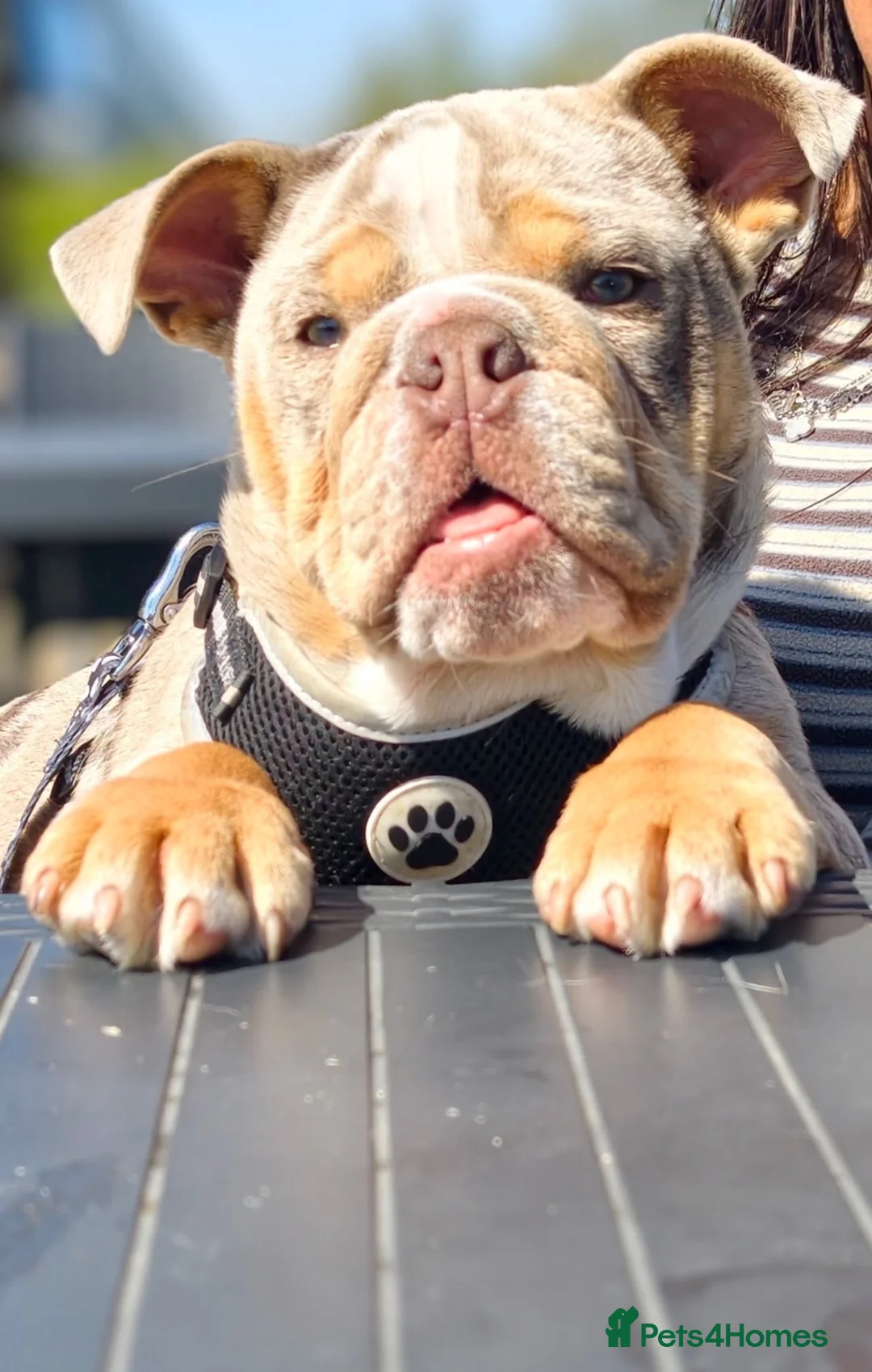 English Bulldog dogs for sale: English bulldog - Advert 1