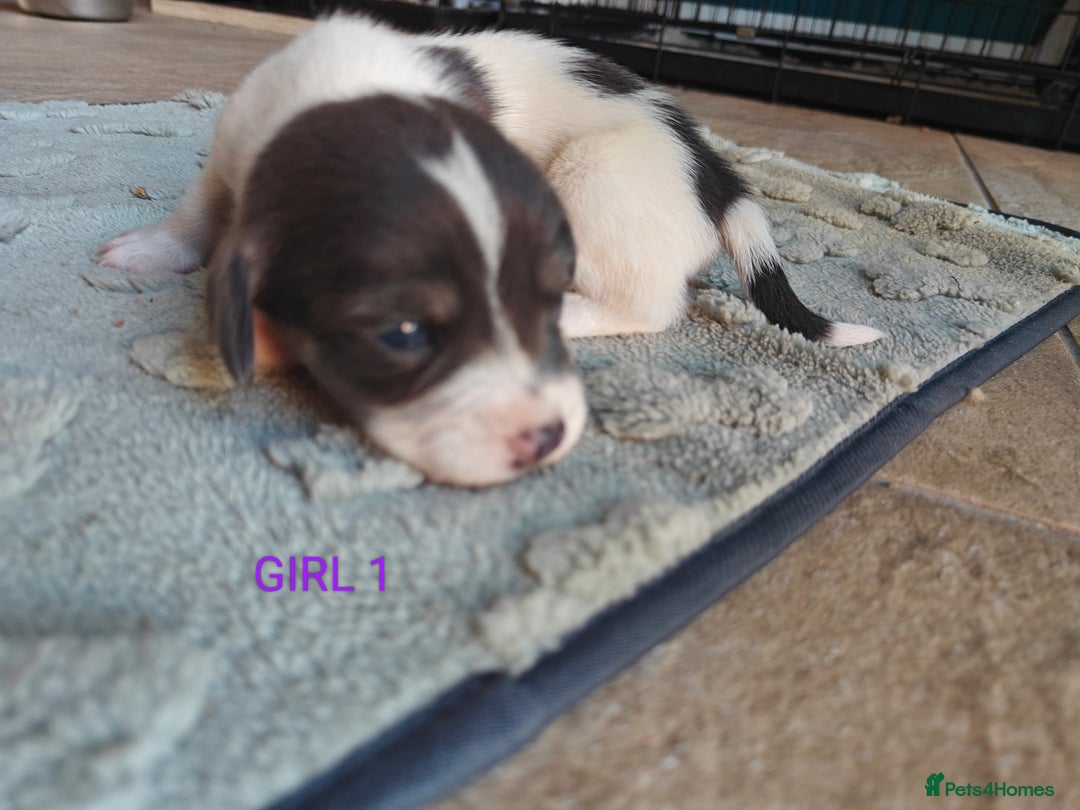 Mixed Breed dogs for sale: Jackweenie puppies - Image 13