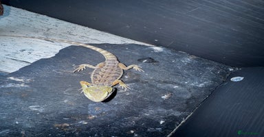 Bearded Dragon reptiles - Advert 5