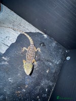 Bearded Dragon reptiles - Advert 5