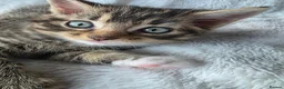 Mixed Breed cats for sale: 3 Mainecoon Mix Kittens  - Advert 7