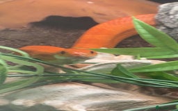 Corn Snake reptiles for sale: Corn snakes for sale - Image 10