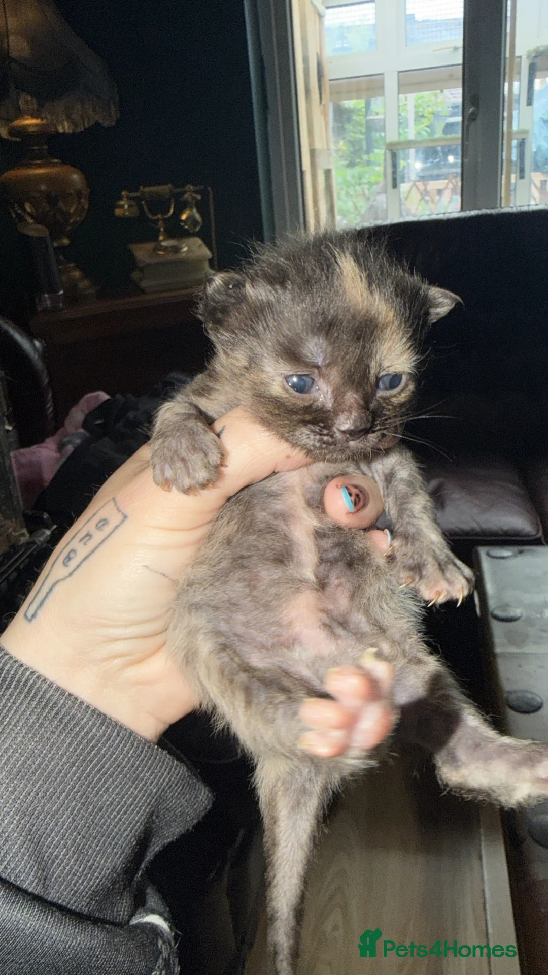 Mixed Breed cats for sale: Bengal x Maine x ragdoll - Advert 2