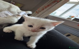 Ragcoon cats for sale: Kittens for sale  - Image 6
