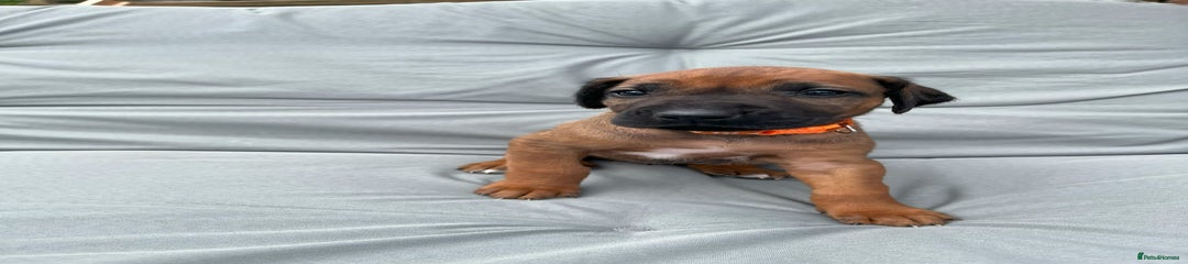 Rhodesian Ridgeback Puppy 3 Orange