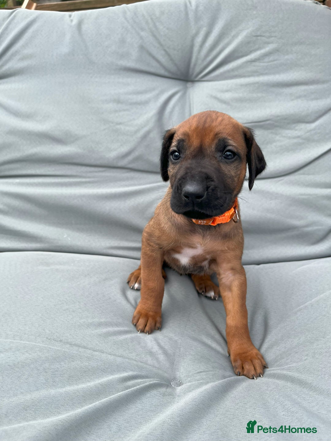 Rhodesian Ridgeback dogs for sale: Ridgeback: Chunky, Large Paws and Full Ridges  in Buckley - Image 27