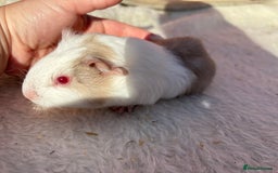 Guinea Pig rodents for sale: males guinea pigs  - Image 6