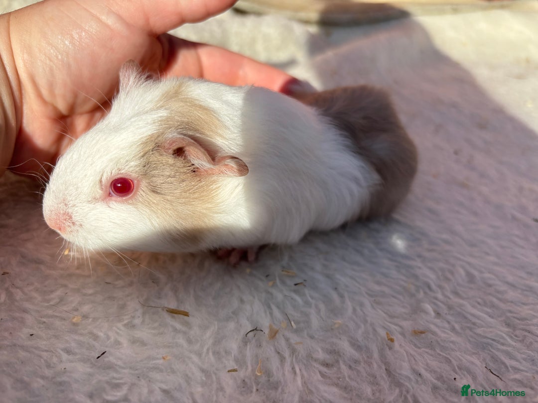 Guinea Pig rodents for sale: males guinea pigs  - Image 6