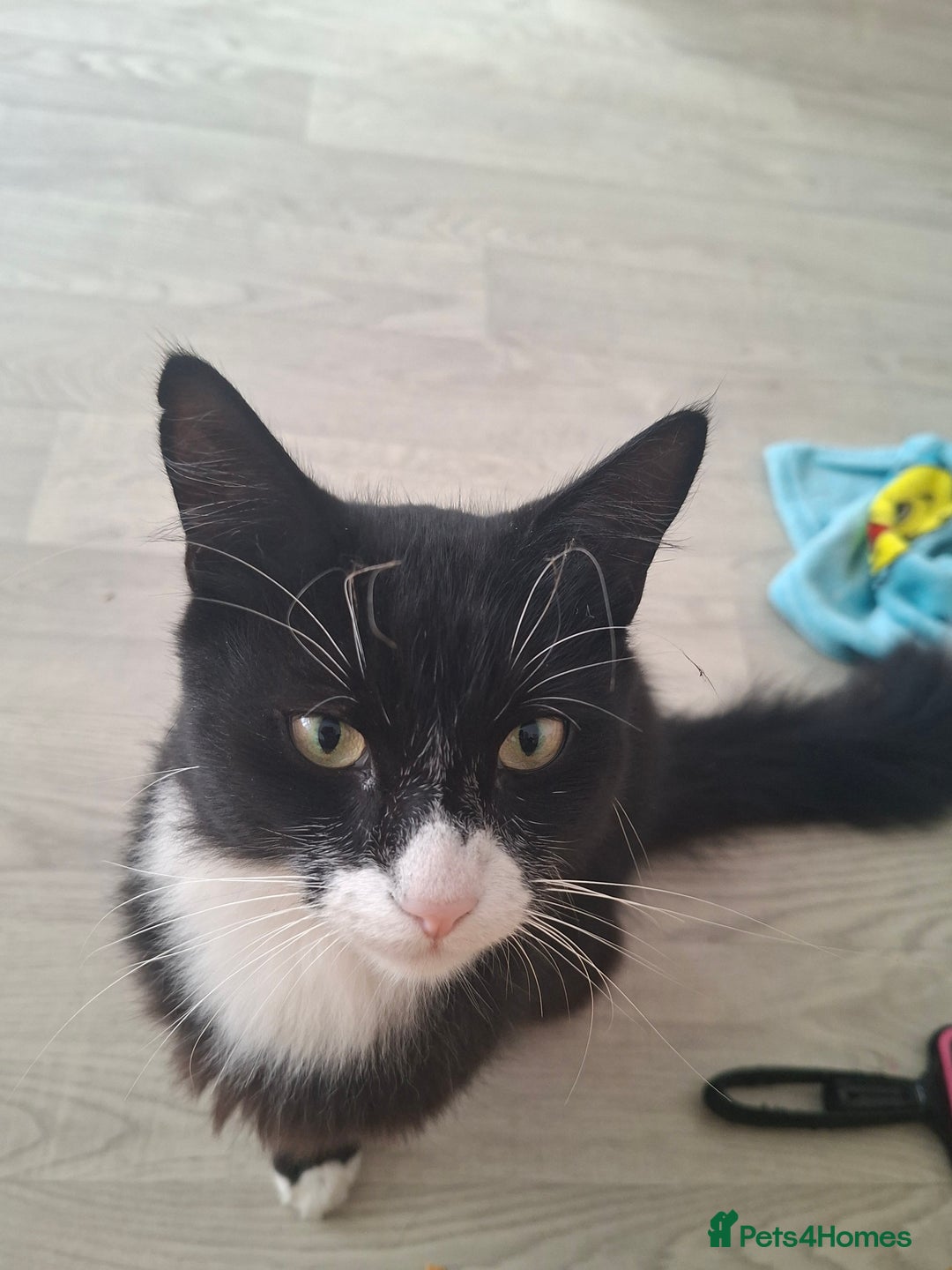 Mixed Breed cats for sale: Black and white cats - Image 3