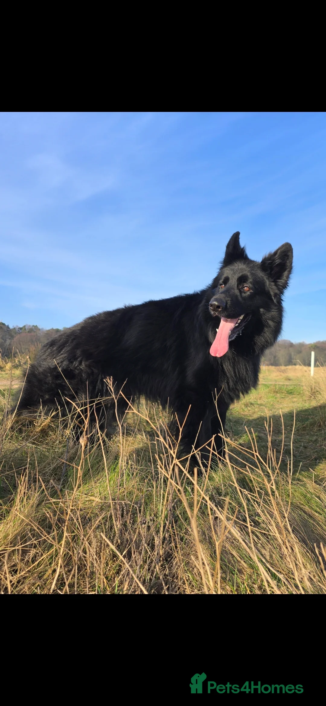 German Shepherd dogs for sale: Top Quality KC Black Long Hair German Shepherd  - Advert 23