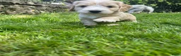 Mixed Breed dogs for sale: Chinese crested cross cocker spaniel in Abergavenny - Advert 7