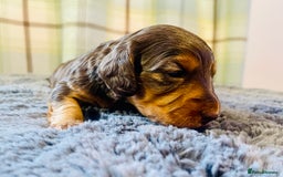 Miniature Dachshund dogs for sale: Gorgeous Long Haired KC Miniature Dachshunds - Image 15