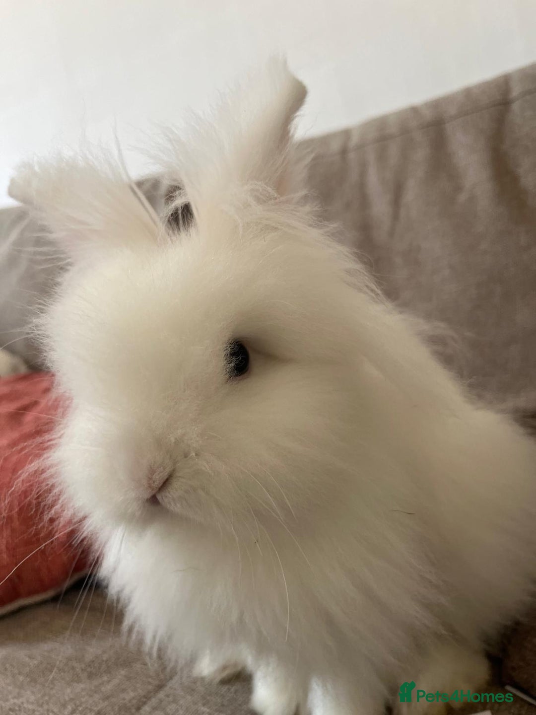 Lionhead rabbits for sale: White lionhead - Advert 2