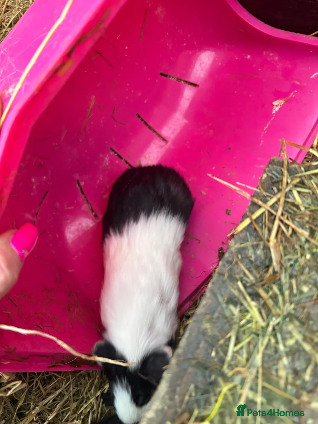 Guinea Pig rodents for sale: Male piggies for sale  - Advert 4
