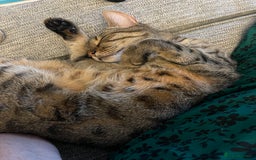 Domestic Shorthair cats for sale: Two gorgeous sisters ready for their forever home - Image 8