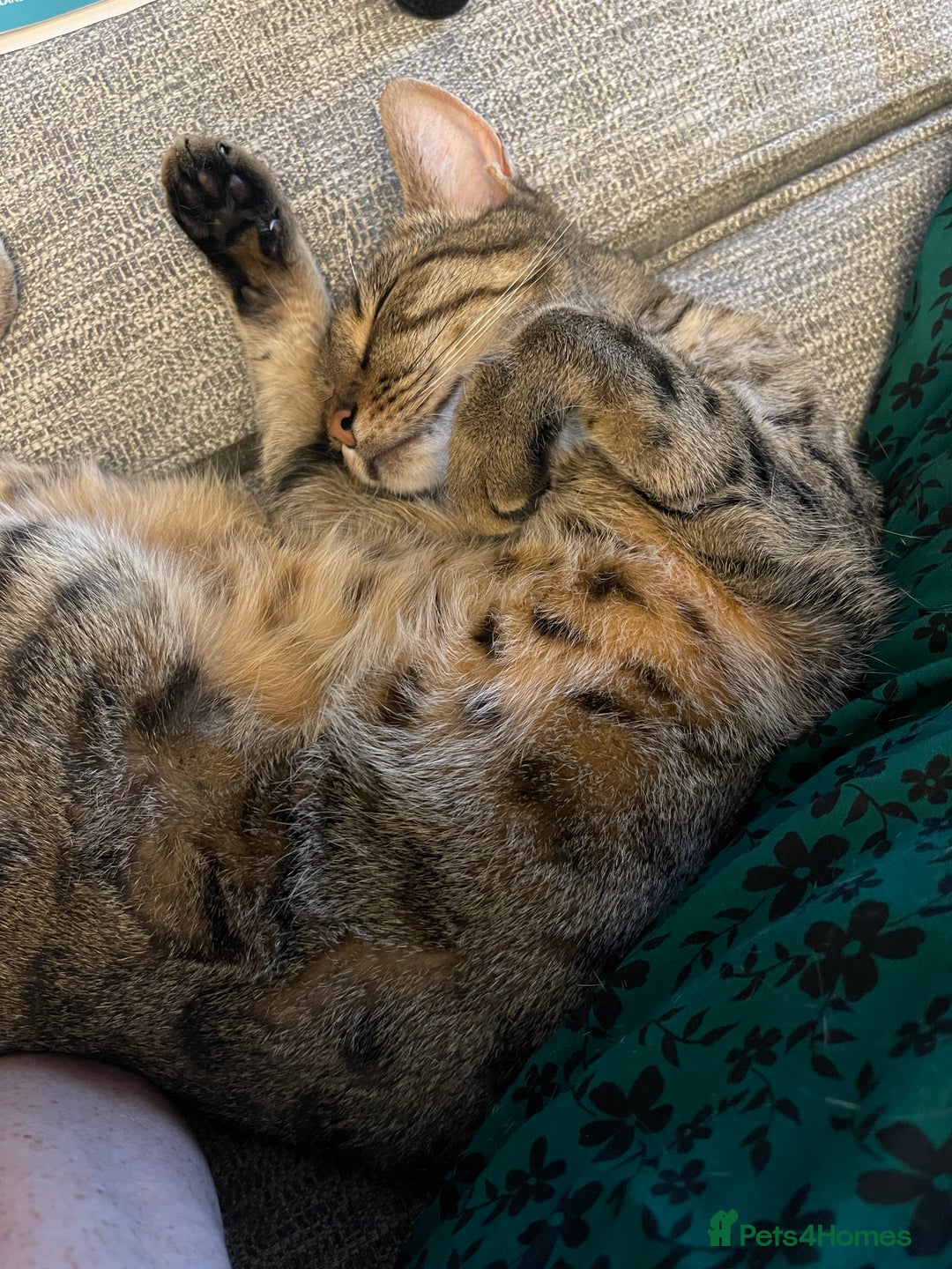 Domestic Shorthair cats for sale: Two gorgeous sisters ready for their forever home - Image 8