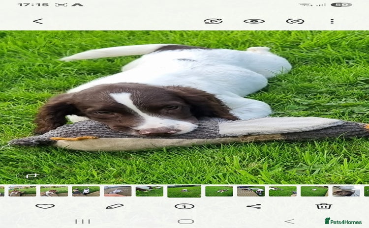 English Springer Spaniel dogs - Advert 2