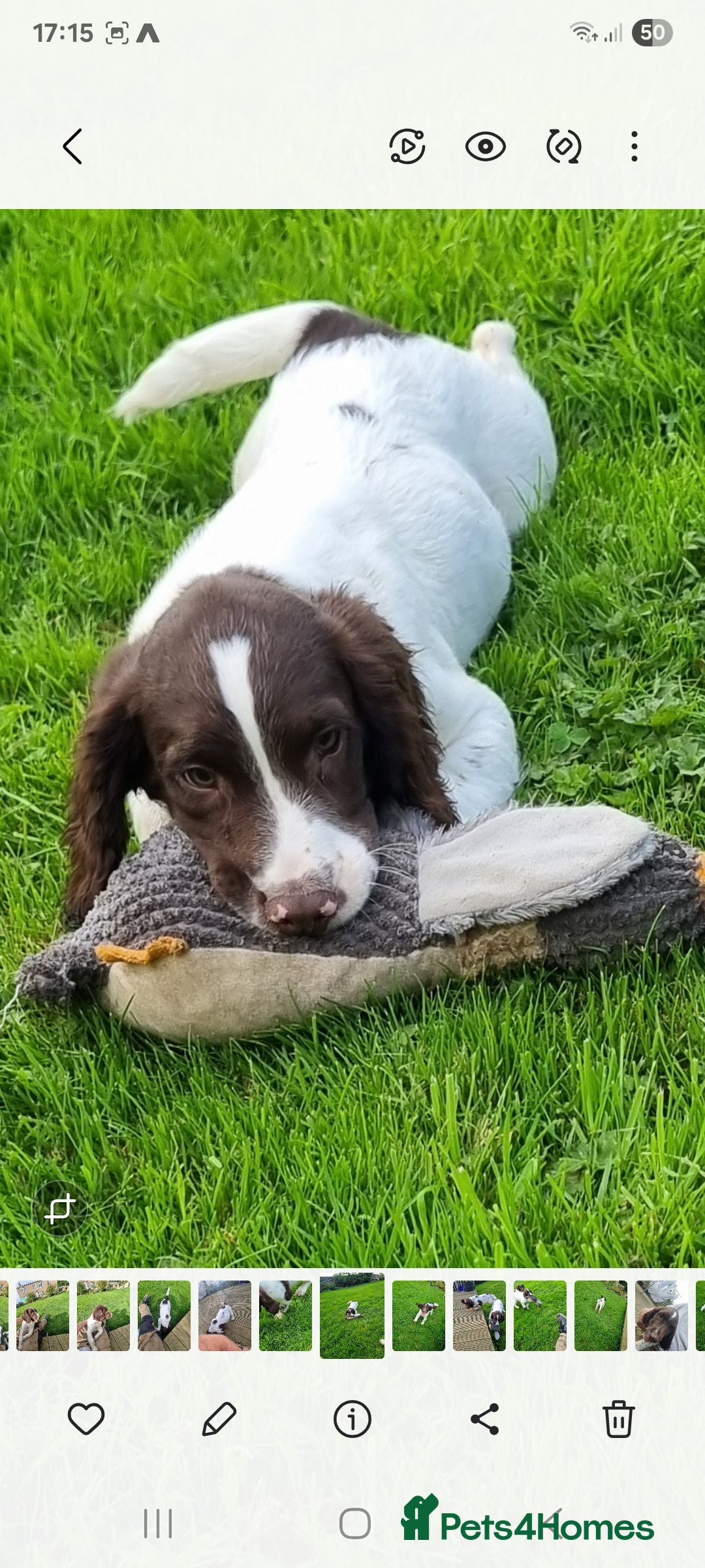 English Springer Spaniel dogs for sale: English springer spaniels  - Image 1