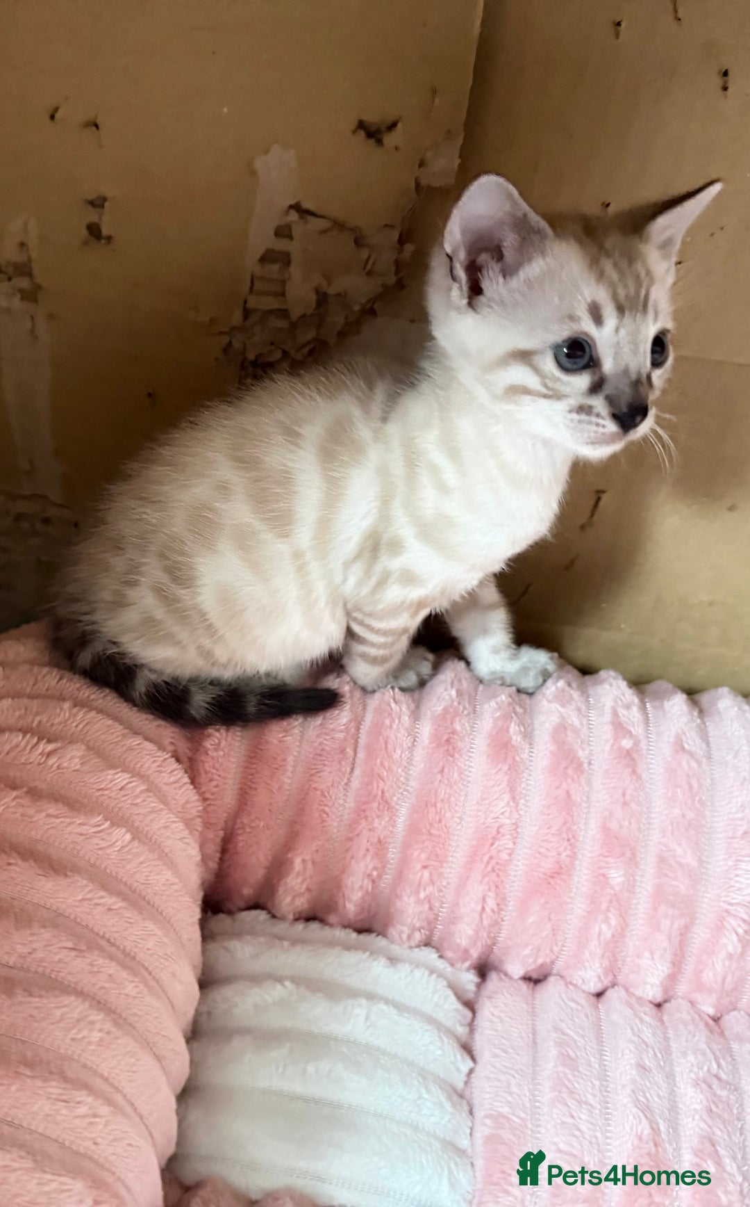 Bengal cats for sale: 🩶 BENGAL 🔥 KITTENS 🤍 TICA REGISTERED  - Advert 31