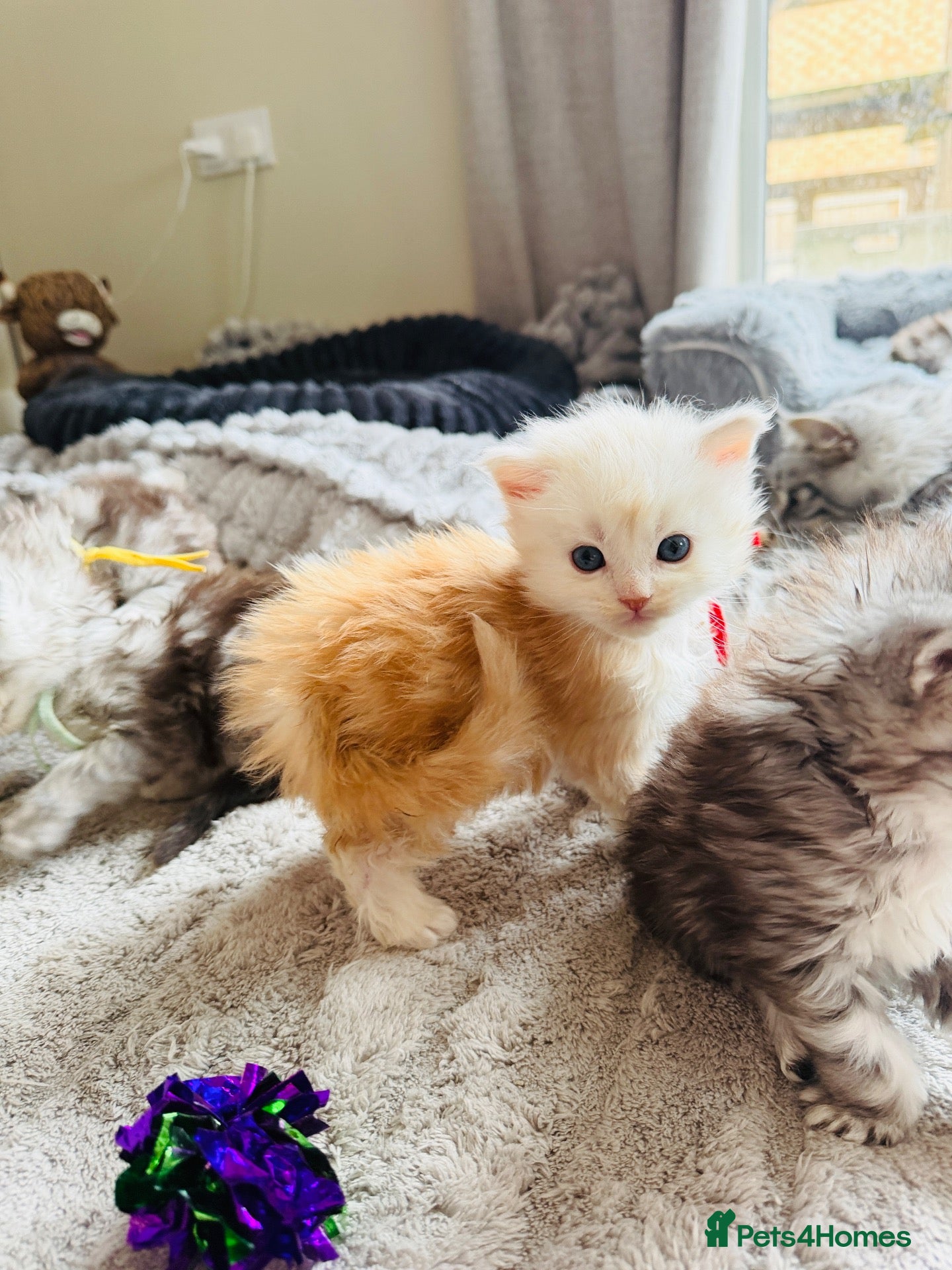 Maine Coon cats for sale: Stunning Maine coon kittens 1F 4M ready nov/de - Advert 19