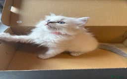 Ragdoll cats for sale: Beautiful Ragdoll Kittens  - Image 19