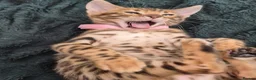 Bengal cats for sale: TICA Registered Bengal Kittens - Advert 8