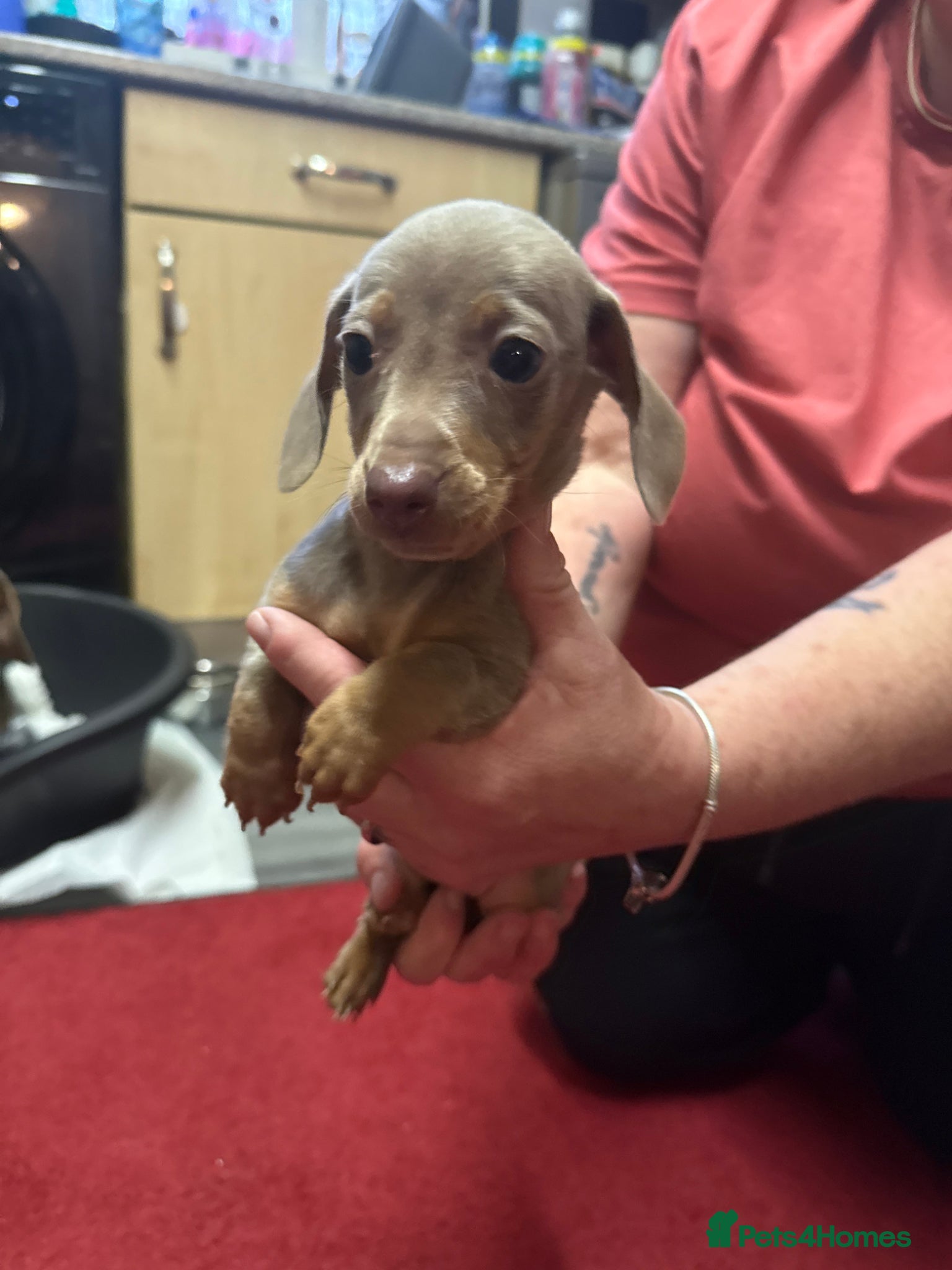 Dachshund dogs  Miniture Dashunds  - Advert 2