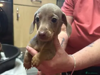 Dachshund dogs Miniture Dashunds - Advert 2