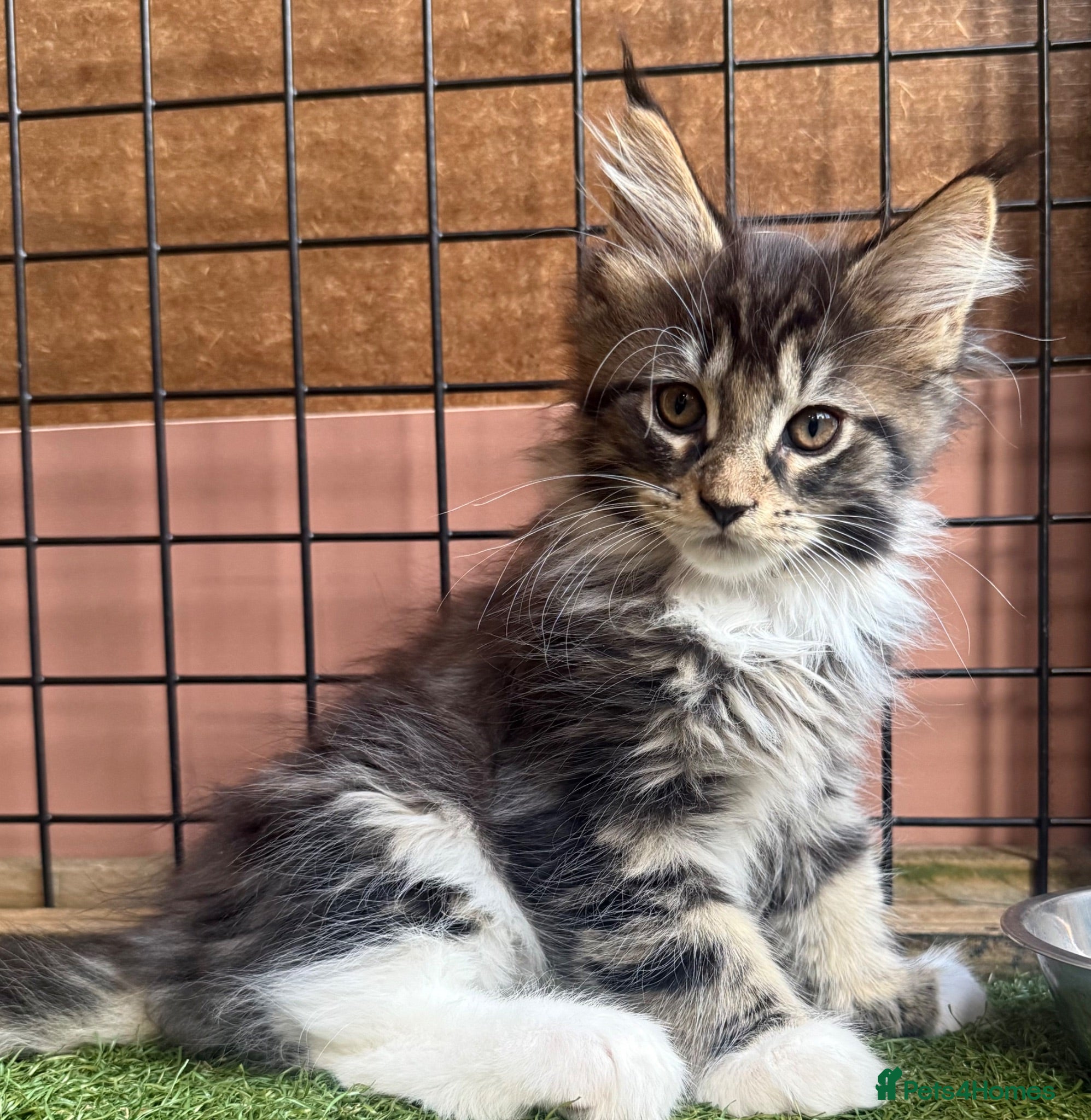 Maine Coon cats Maine Coon Boy  Ready to Leave 12th July - Advert 2