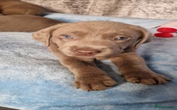 Labrador Retriever dogs for sale: Adorable Silver Labrador Puppies  - Image 13