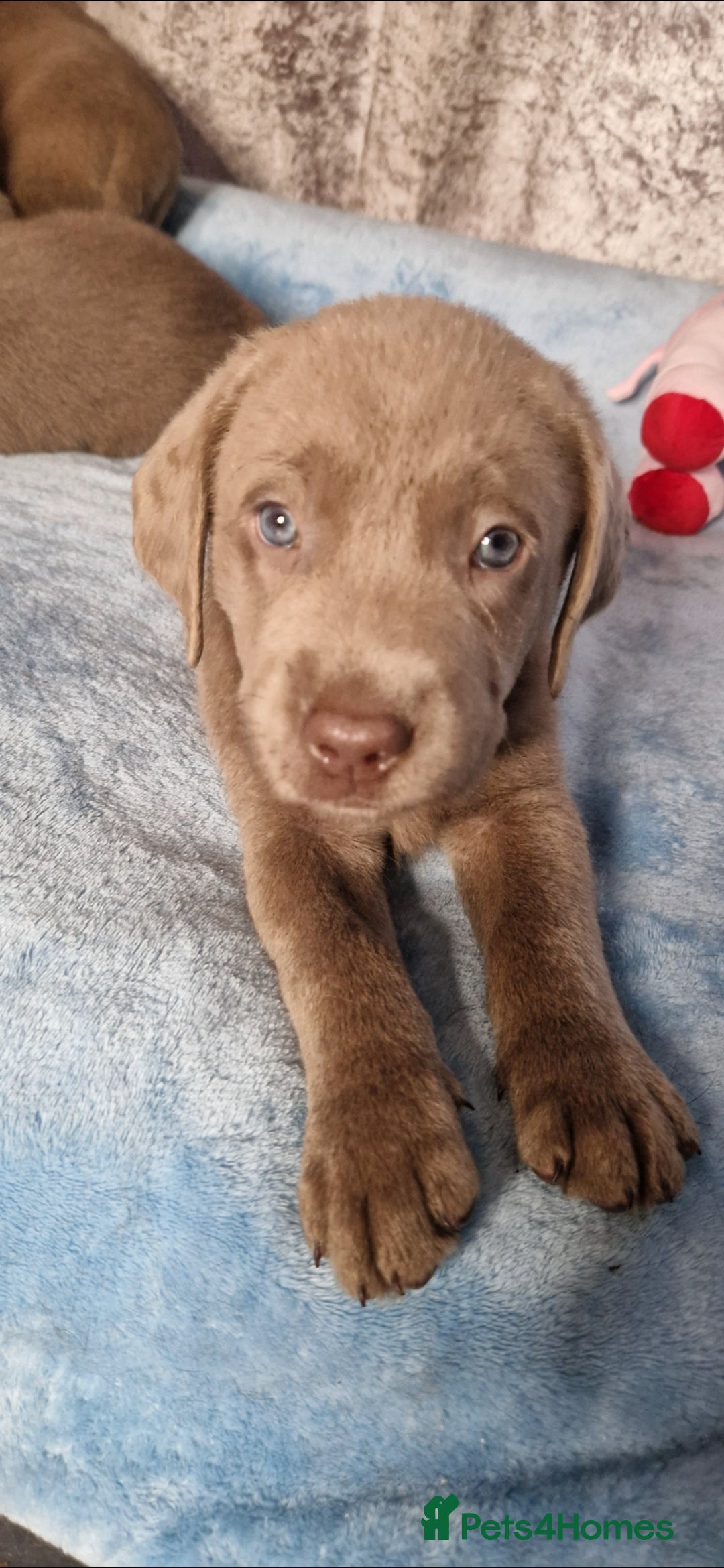 Labrador Retriever dogs for sale: Adorable Silver Labrador Puppies  - Image 13