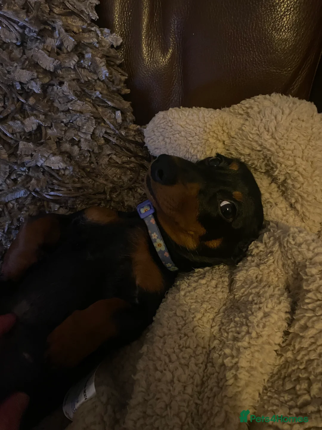 Miniature Dachshund dogs for sale: Beautiful miniature dachshund  - Advert 6