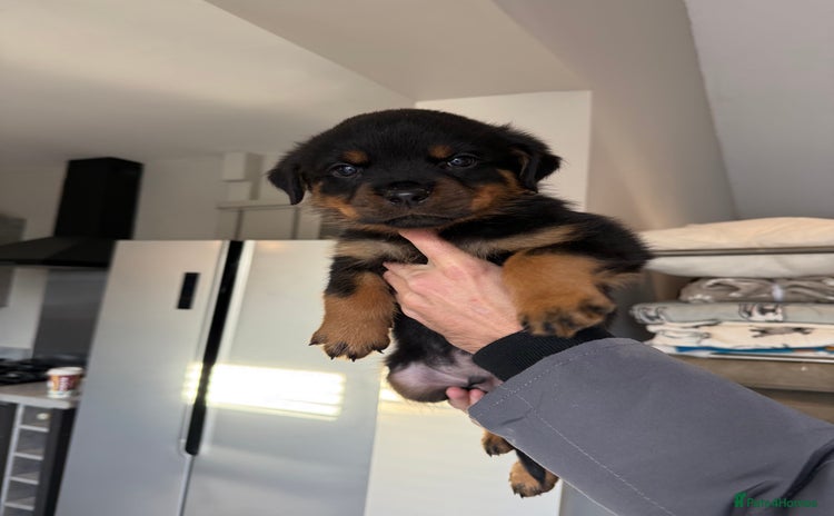 Rottweiler dogs champion bloodline full German pedigree pups  - Advert 1