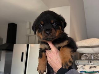Rottweiler dogs champion bloodline full German pedigree pups - Advert 14