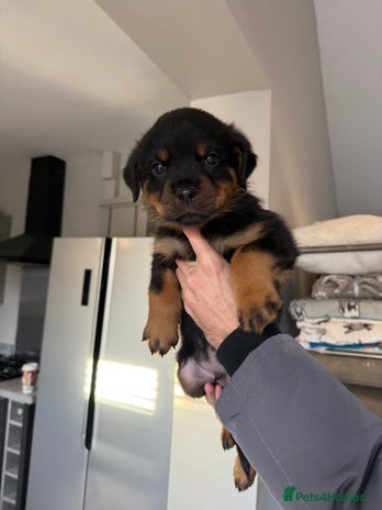 Rottweiler dogs champion bloodline full German pedigree pups - Advert 1