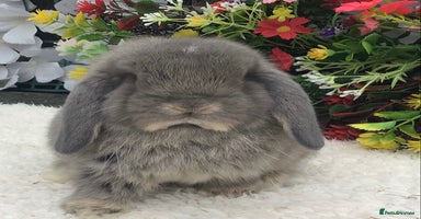 Mini Lop rabbits Mini lop buck - Advert 9