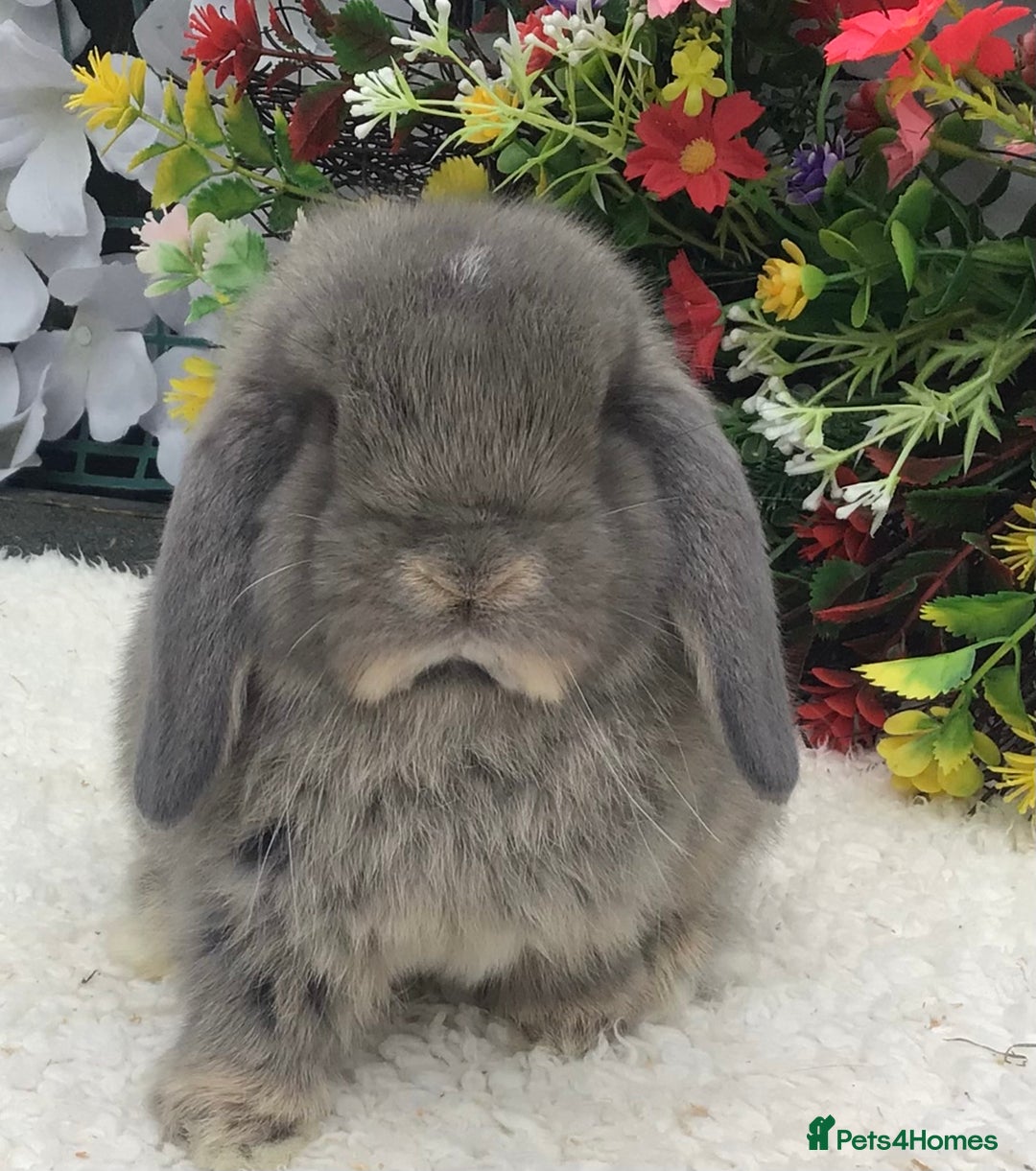Mini Lop rabbits for sale: Mini lop buck - Advert 2