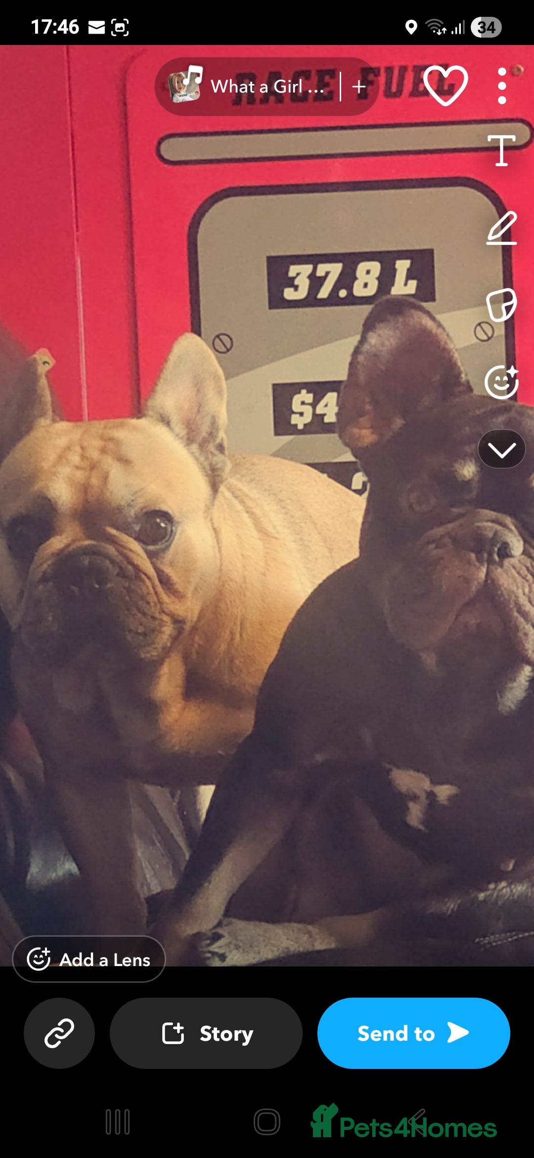 French Bulldog dogs 2 french bulldogs female and male - Advert 2