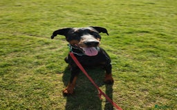Dobermann dogs for sale: 4 year old Male Doberman looking for forever home - Image 21