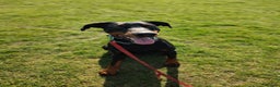 Dobermann dogs for sale: 4 year old Male Doberman looking for forever home - Advert 21