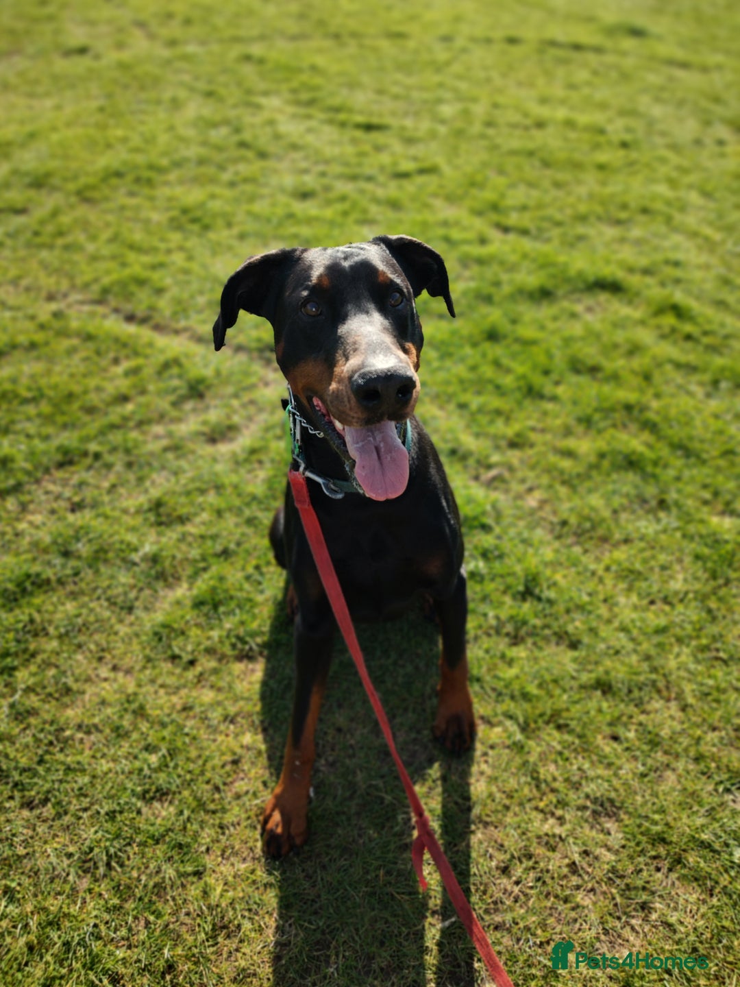 Dobermann dogs for sale: 4 year old Male Doberman looking for forever home - Image 21